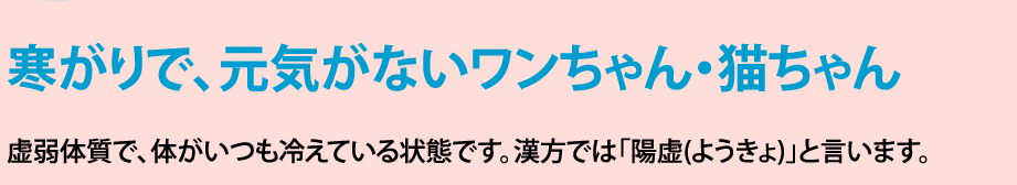 寒がりで、元気がないワンちゃん・猫ちゃん 虚弱体質で、体がいつも冷えている状態です。漢方では「陽虚(ようきょ)」と言います。
