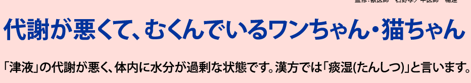 代謝が悪くて、むくんでいるワンちゃん・猫ちゃん 「津液」の代謝が悪く、体内に水分が過剰な状態です。漢方では「痰湿(たんしつ)」と言います。